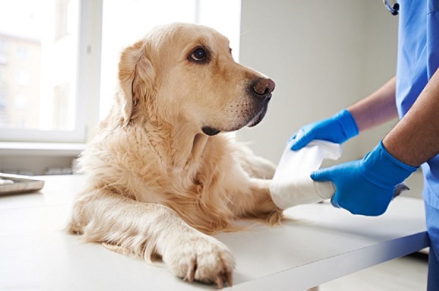 Helping injured dog