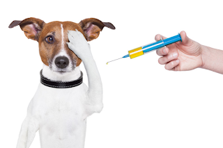 dog-vaccine
